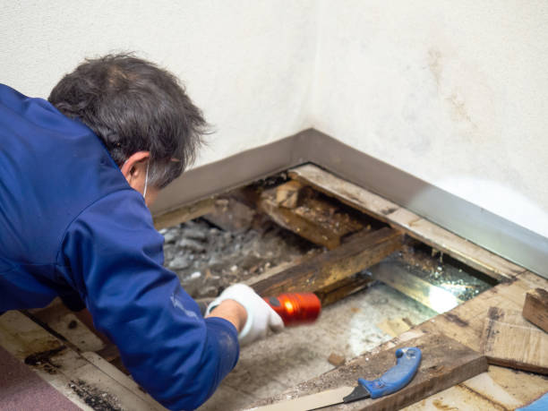 Best Best Mold Removal Companies  in Pharr, TX