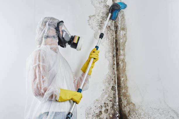 Best Fast Mold Removal  in Pharr, TX