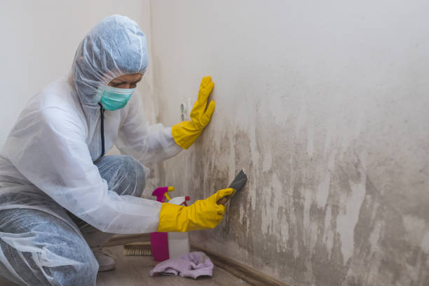Best Certified Mold Removal  in Pharr, TX