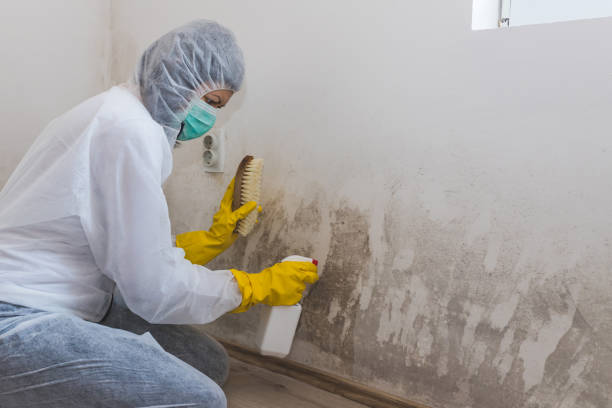 Best Emergency Mold Removal  in Pharr, TX