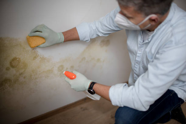 Best Fast Mold Removal  in Pharr, TX