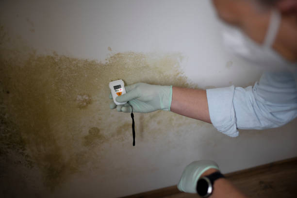 Attic Mold Removal in Pharr, TX