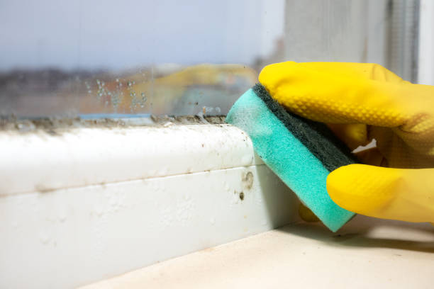 Best Attic Mold Removal  in Pharr, TX