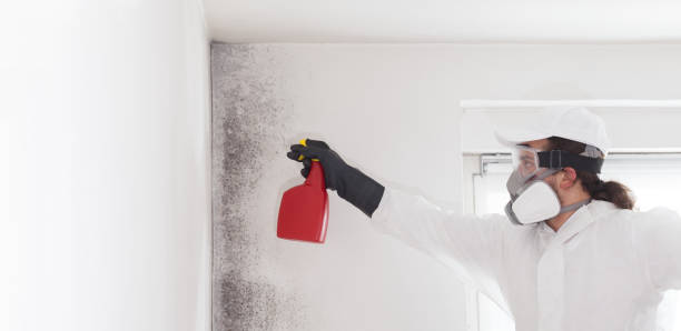 Best Local Mold Removal Service  in Pharr, TX