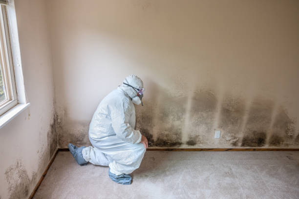 Mold Testing and Removal in Pharr, TX