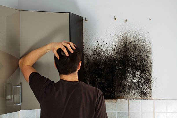 Best Mold Removal Company Near Me  in Pharr, TX