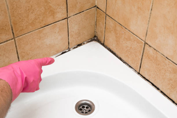 Best Office Mold Removal Services  in Pharr, TX